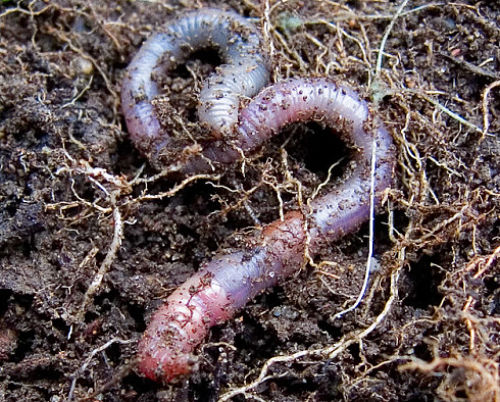 Don't squirm about finding best worms