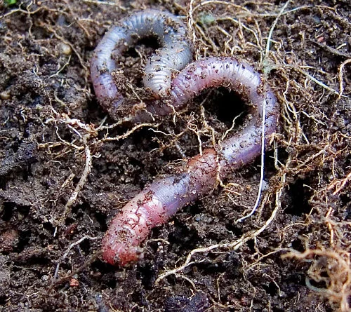 Worms: Mighty soil-makers