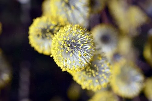 Pollen on willow catkins. — Peggy Choucair/Pixabay