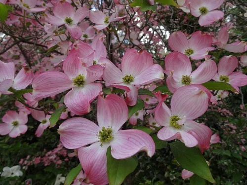 The dogwood is New Jersey’s official memorial tree, — Mrowka/Creative Commons