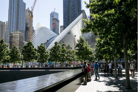 Swamp white oaks at the 9/11 memorial in NYC. — 9/11memorial.org