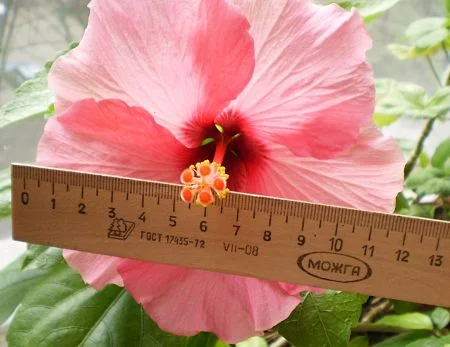 Hardy hibiscus, flowers the size of a dinner plate. — Fiyoli/Creative Commons