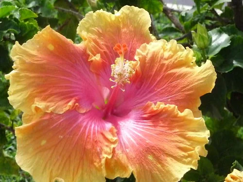 Hibiscus for tropical flair