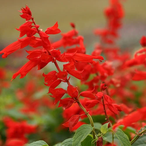 The bright red of ‘Lighthouse’ salvia is strong stuff. — Proven Winners