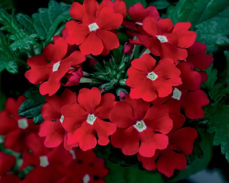 Try the cooler reds as in this ‘Scarlet Star’ verbena. — Proven Winners