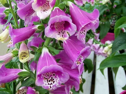 Foxgloves have charming “freckles” inside. — k8southern/Creative Commons