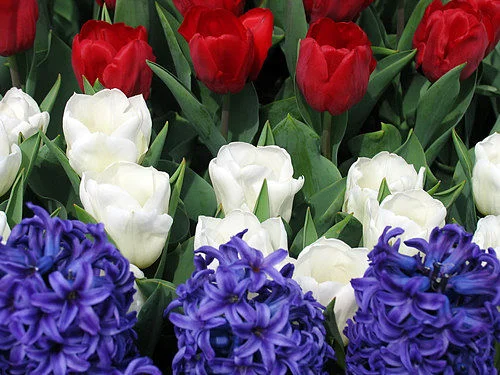 Red and white tulips, deep blue hyacinths. — Arnoud Boekhoorn/Creative Commons