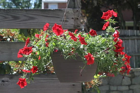 When flowering gets sparse, it’s time for a haircut. — Jim the Photographer/Creative Commons