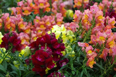 Trim snapdragons for a new flush of bloom. — Cross Duck/Creative Commons