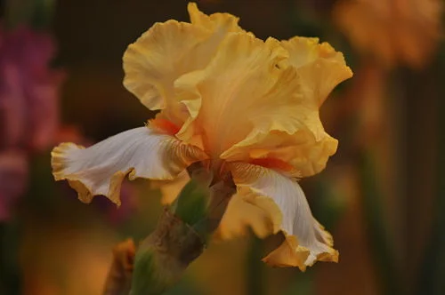 Time to divide your irises