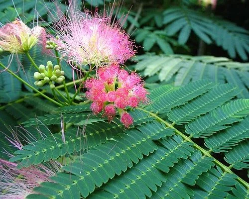 The "mimosa" as we know it