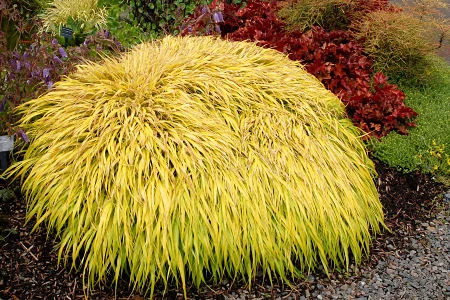 Hakonochloa ‘All Gold,’ an ornamental grass. — Terra Nova Nurseries