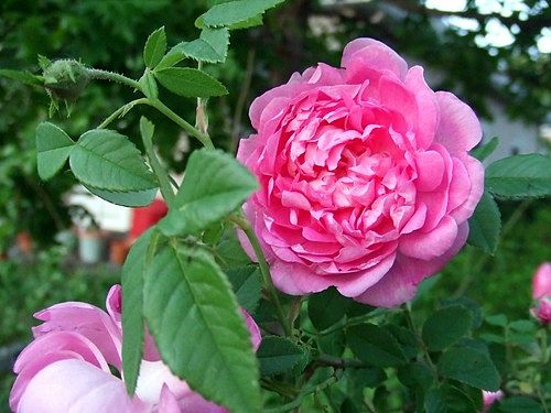 Everything I needed to know...