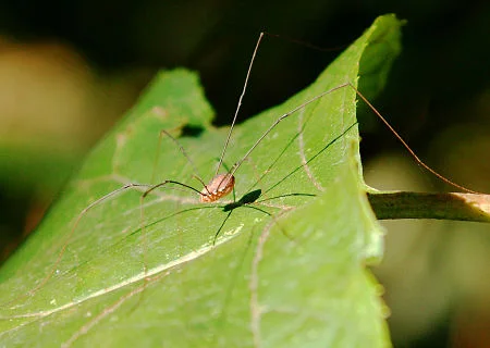 Daddy longlegs, looking for a meal and a mate. — cruadinx/Creative Commons