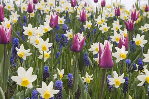 If you want flowers next spring, plant bulbs this fall. — Netherlands Bulb Center