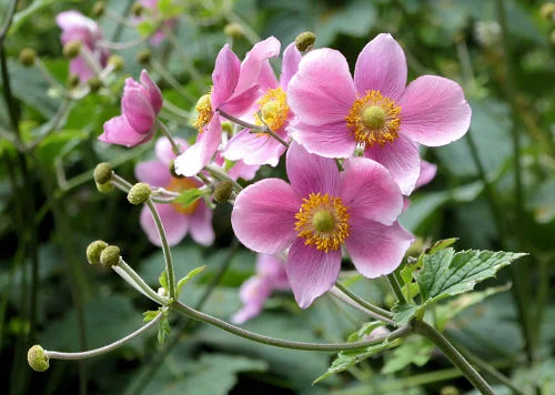 Windflowers in myth and reality