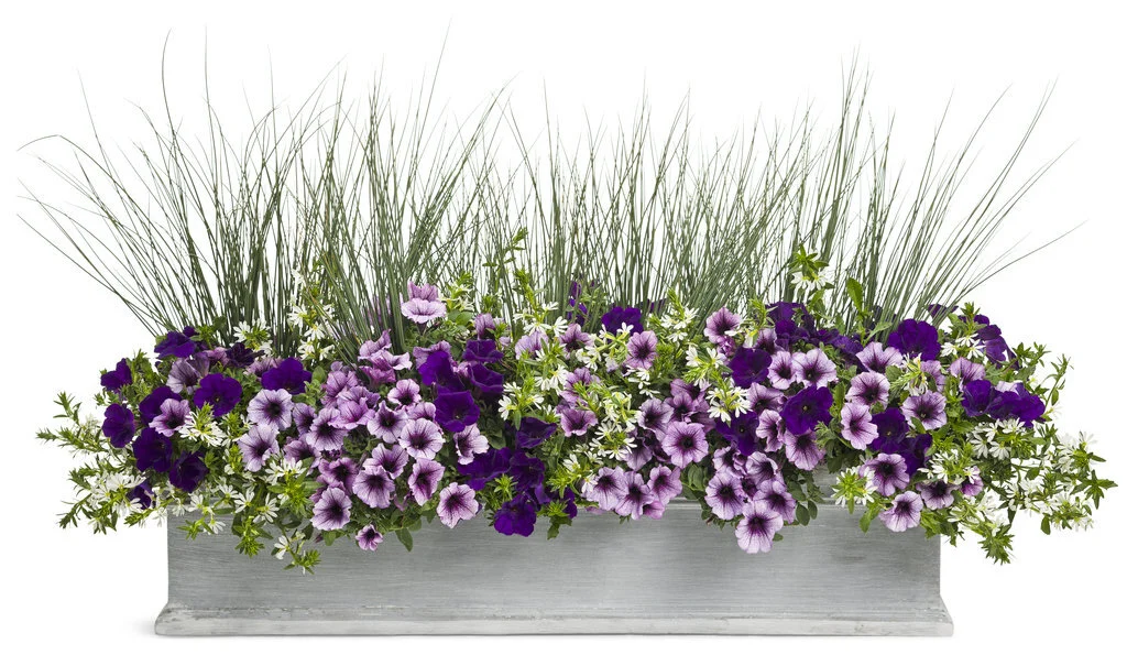Keeping container plants happy