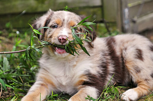 Pet-proofing the yard
