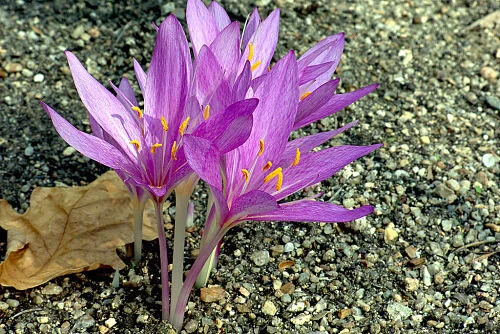 The crocuses of autumn