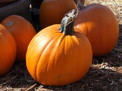 The Great Pumpkin rides again