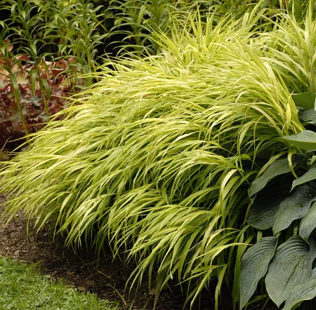 Splendor in the grasses