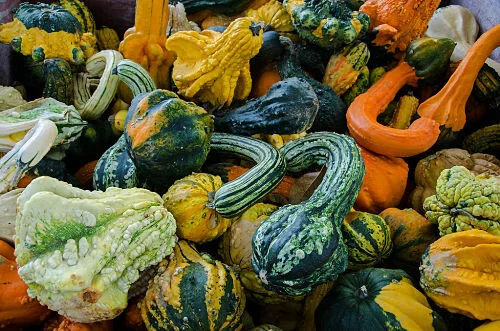 Gourds: A harvest of whimsy 