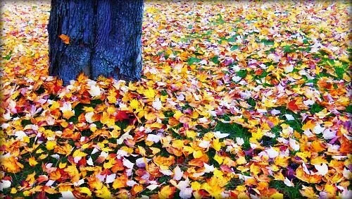 Dealing with autumn's fallen leaves