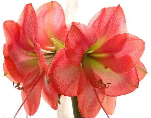 Sparkle and fragrance from winter bulbs