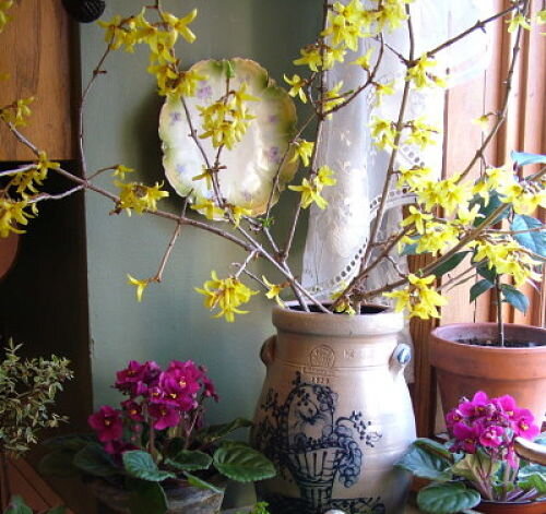 Spring preview: Forcing flowers into bloom