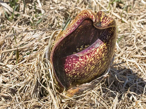 The strange life of the skunk cabbage