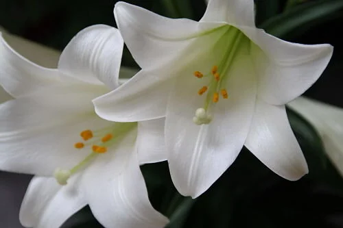 The tangled history of the Easter lily