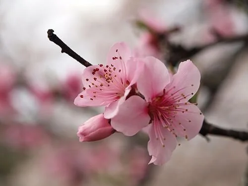 Cherry blossoms in peak bloom