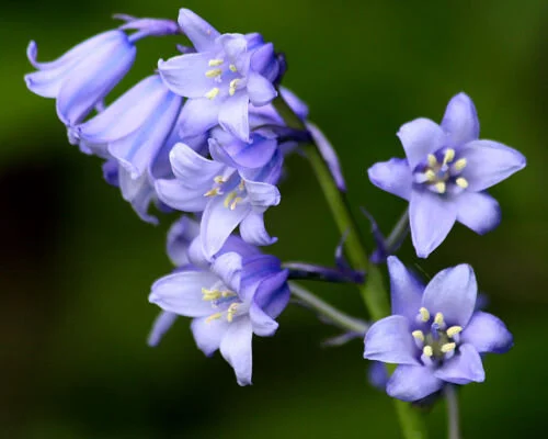 Ring in spring with bluebells