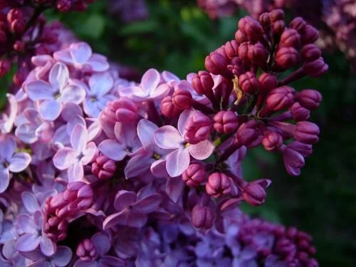 Help for bloom-shy lilacs