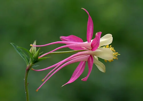 The wayward charm of columbines