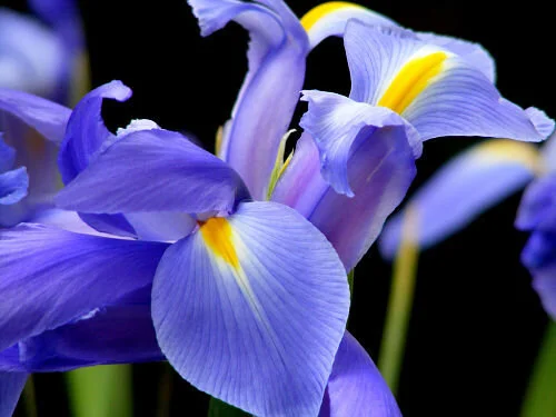Irises: Citizens of the world