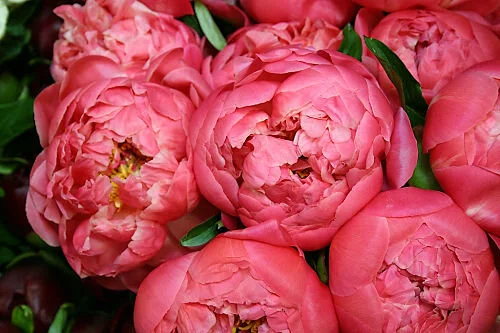 Peonies: Queen of the May