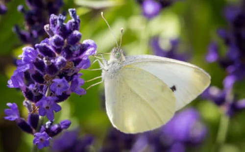 Our most common butterfly