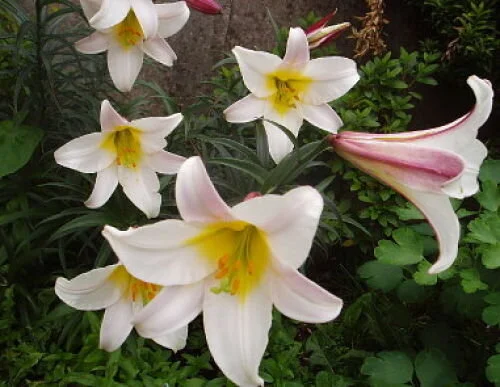Into the wild: Hunting the regal lily