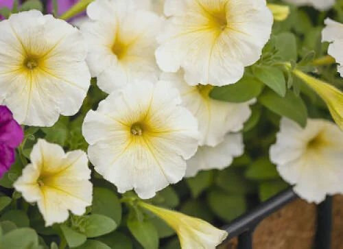 The ever-reliable petunia