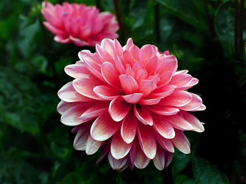 In August, dahlias rule