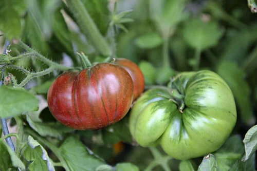 Ripening late tomatoes