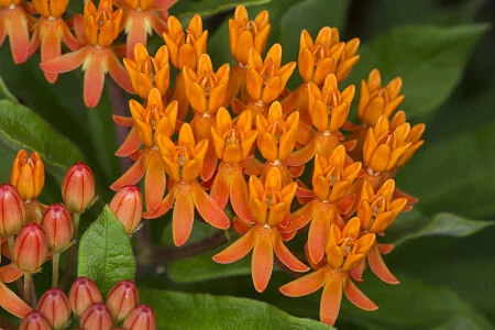 Butterfly weed, Asclepias tuberosa. == David Illig/.Creative Commons