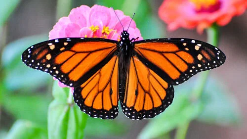 Monarchs on the wing