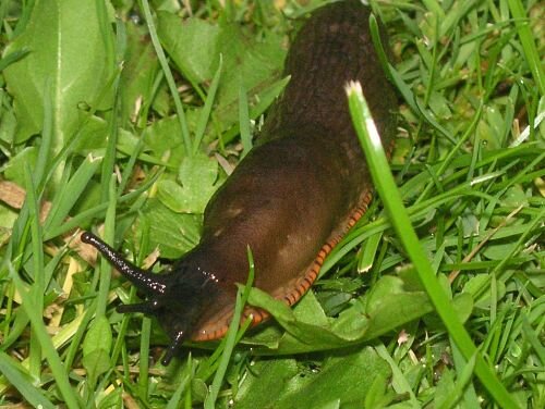 Slug fest in the garden