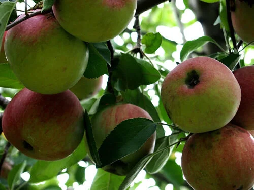 Apple harvest season