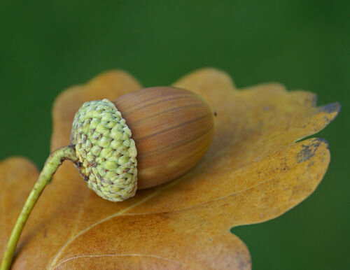 Sometimes you feel like a nut...