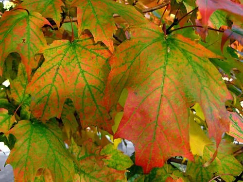 Closing down: An autumn checklist