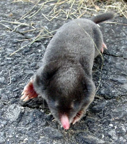 Moles on the move