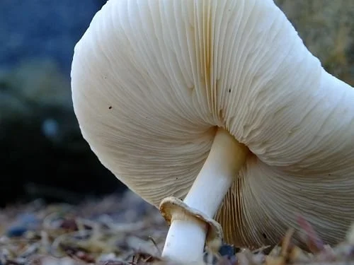 The fungus among us